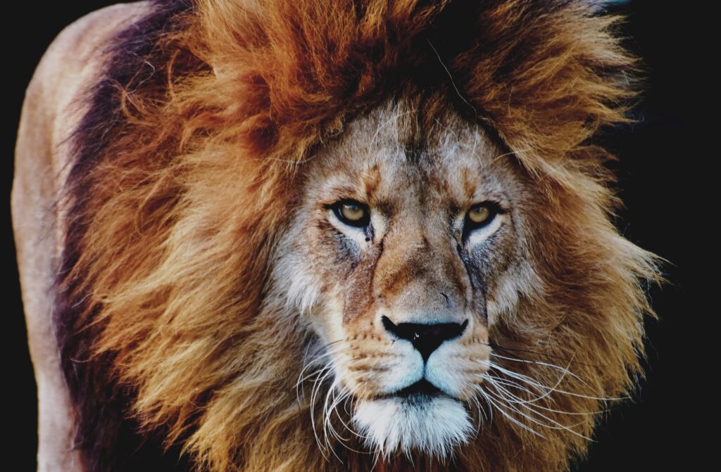 This image is a close-up photo of a lion looking menacingly at the camera, The lion’s demeanor and pose symbolize threat, which can cause feelings of negative intuition.